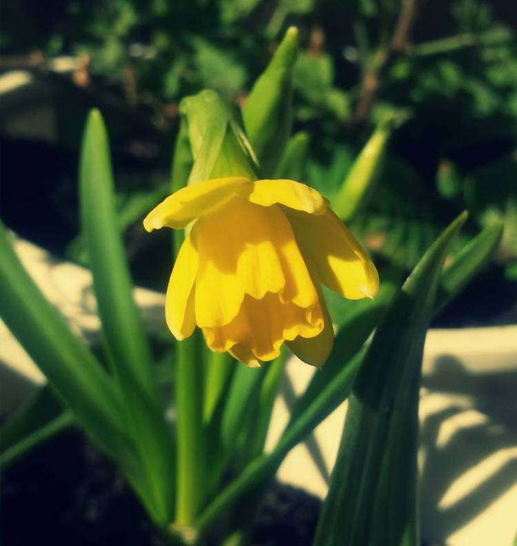 daffodil