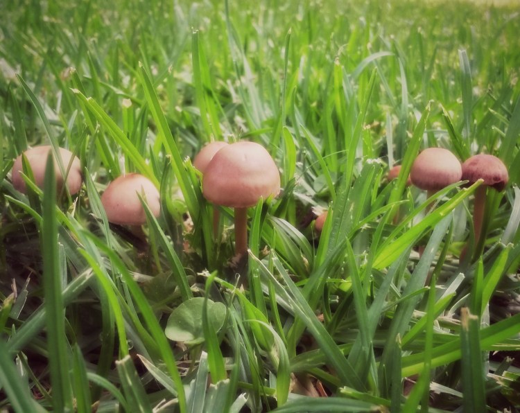 mushrooms