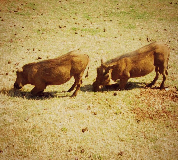 Warthogs1