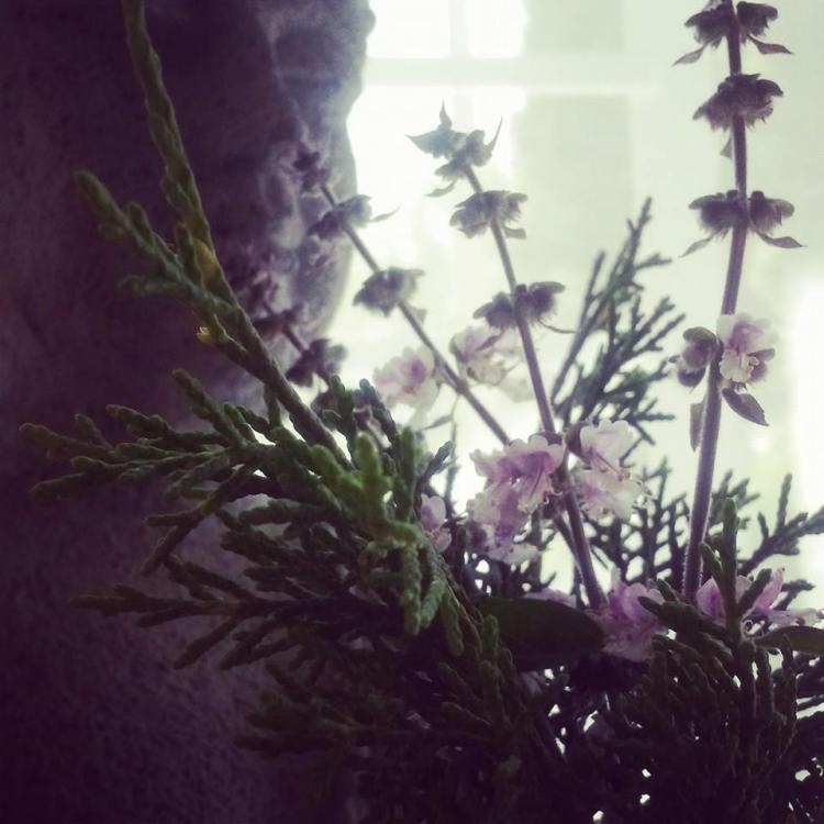 Cedar twigs and basil blossoms from the garden. Such uplifting blessings. 
