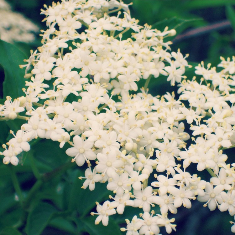 elderflower