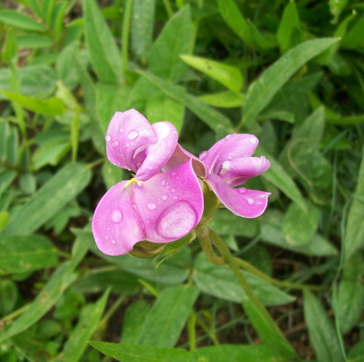 Wild pea blossoms glistening in their post rain glow.