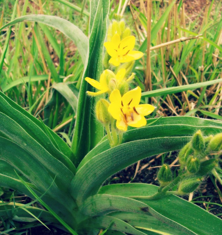 Pretty wild yellow blossoms soaking up the moisture.