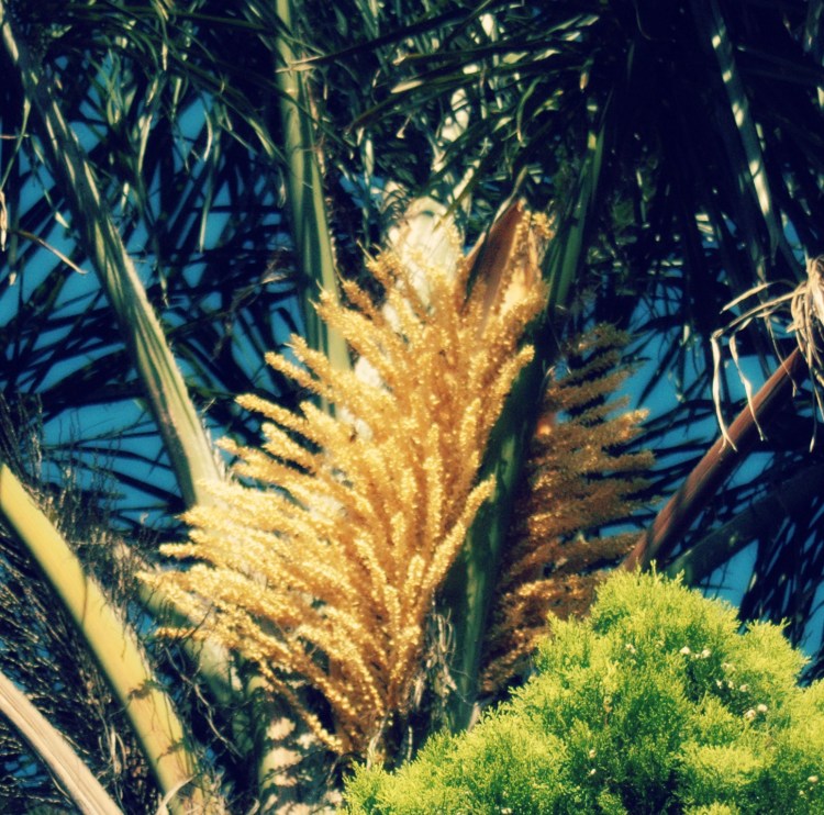 palm flowers