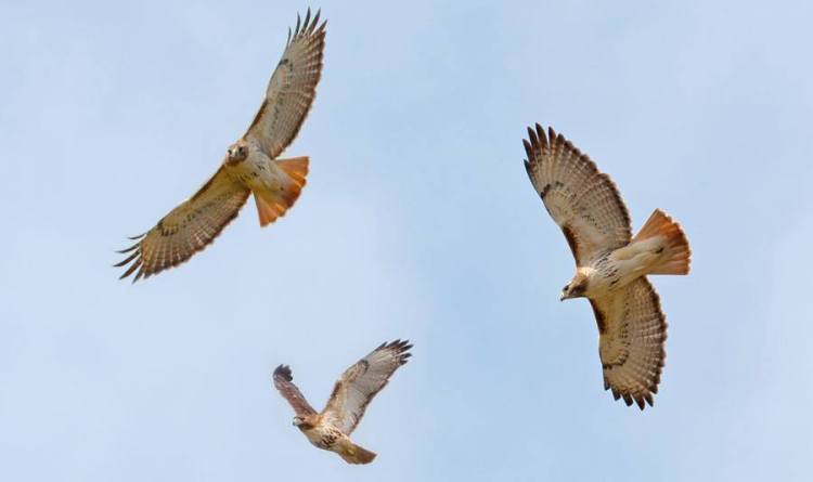 11069162_10206656726482570_462958750_n