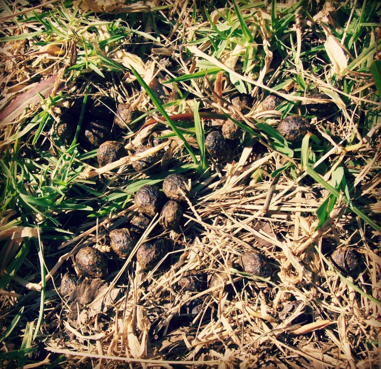 hare droppings