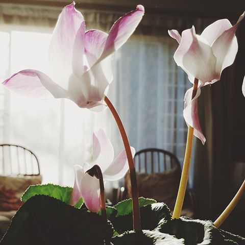 Cyclamen swans