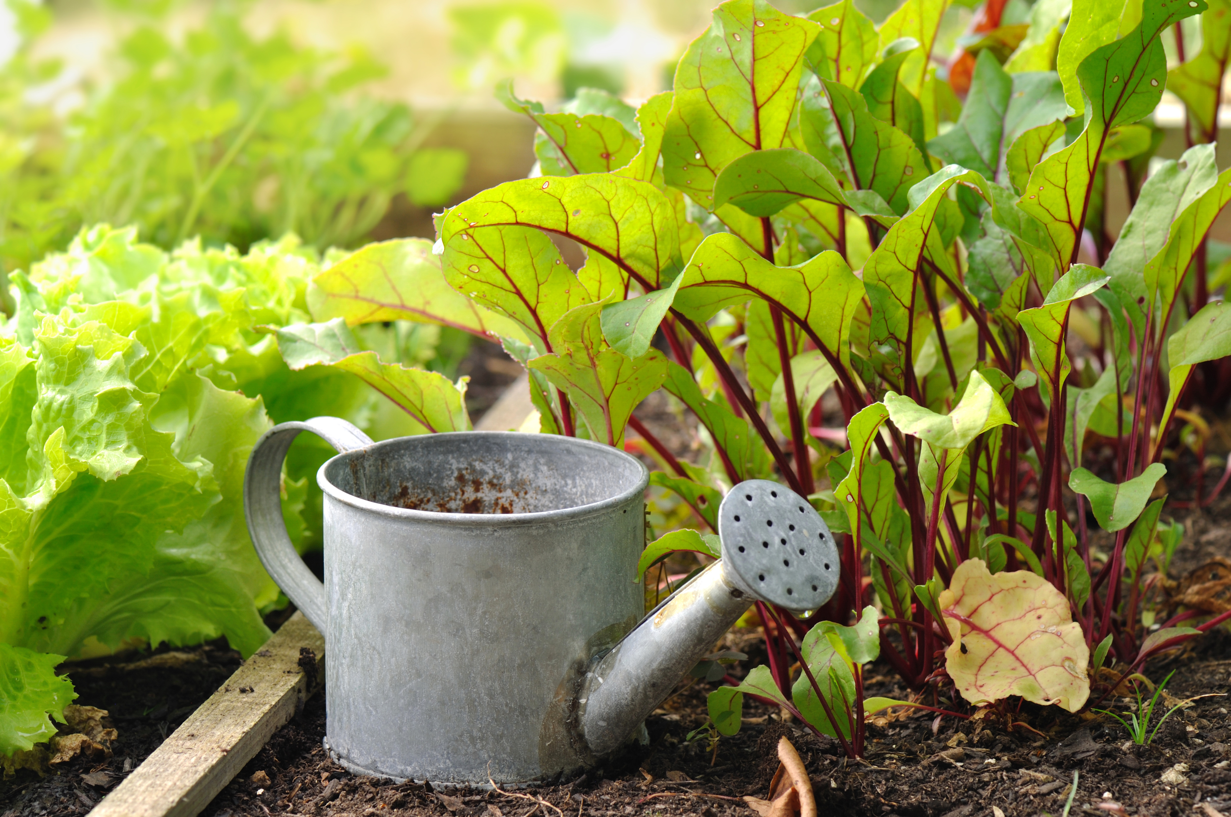 petit arrosoir dans semis de légumes d'un potager